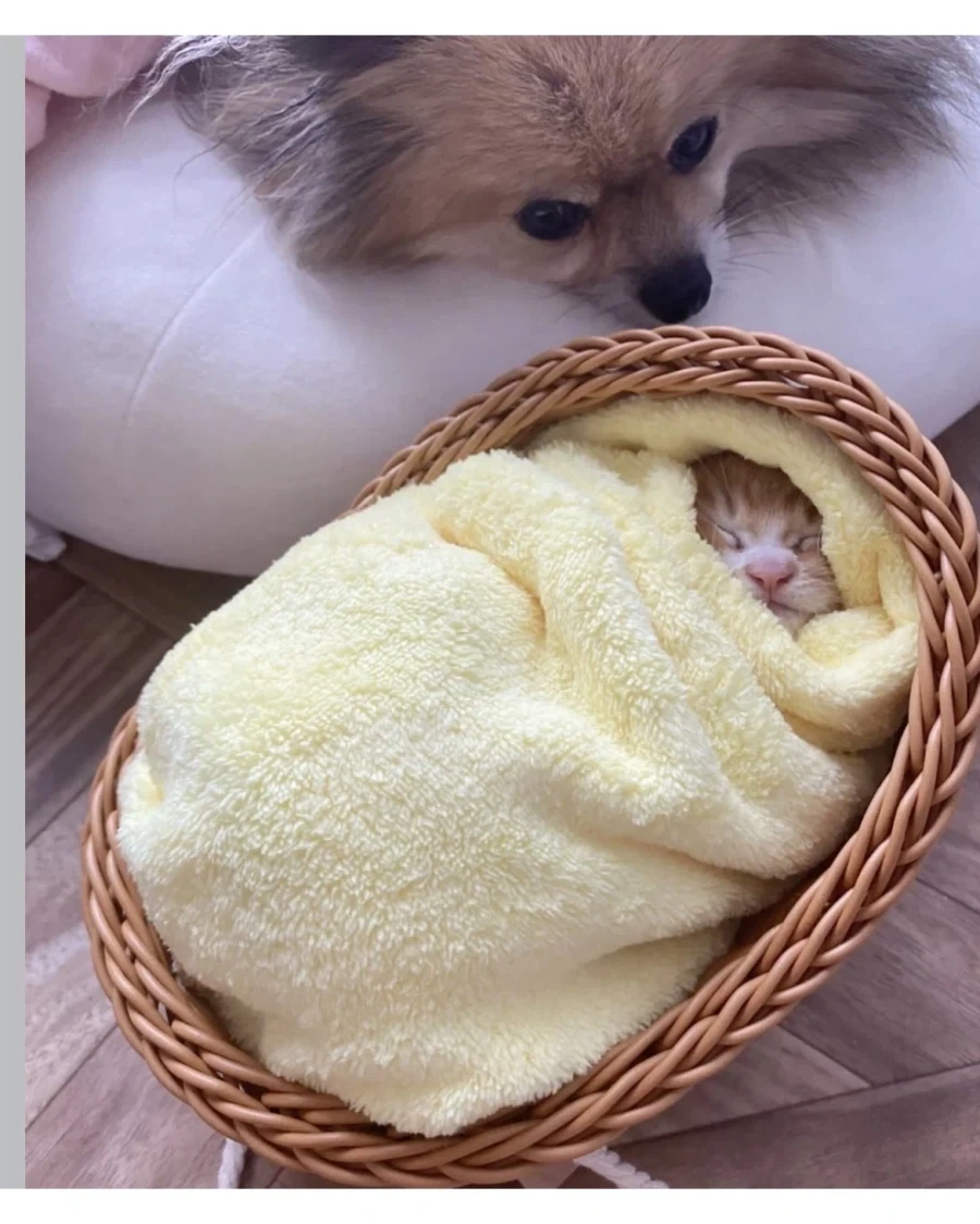 일본 새끼 고양이 전통 풍습?_3.webp