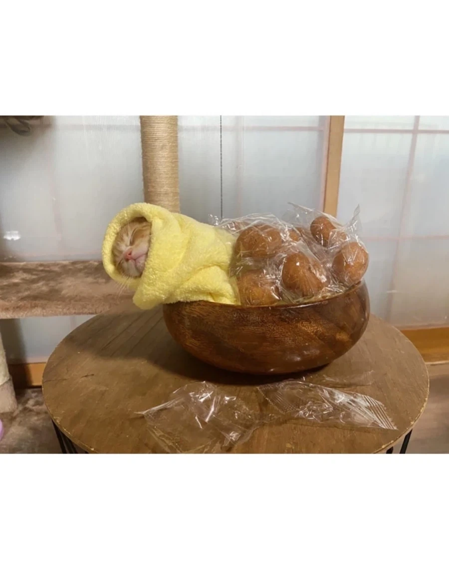 일본 새끼 고양이 전통 풍습?_4.webp