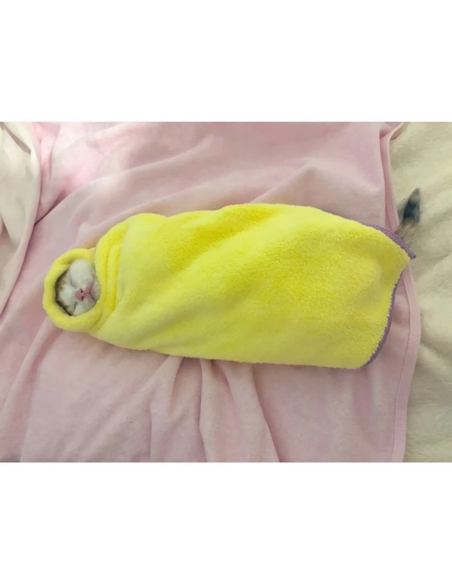 일본 새끼 고양이 전통 풍습?_5.webp