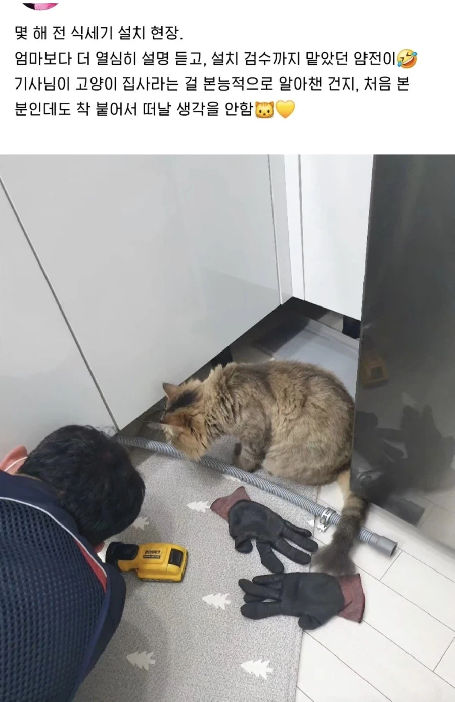 일하는 걸 감독하던 고양이_1.webp