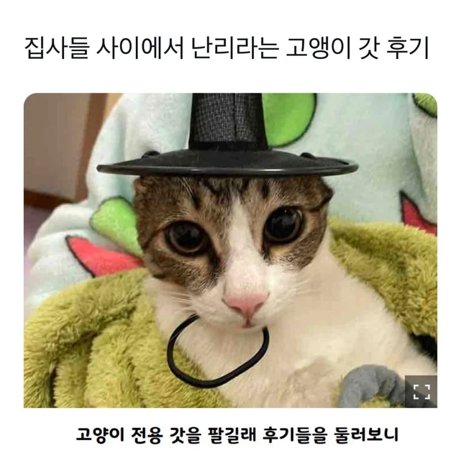 갓 고양이들_1.webp