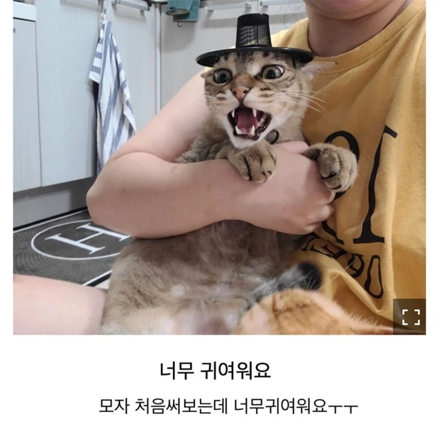 갓 고양이들_2.webp