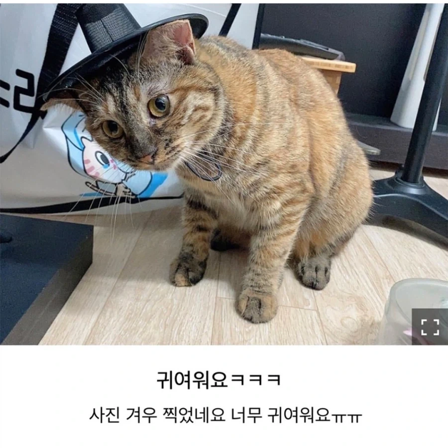 갓 고양이들_3.webp