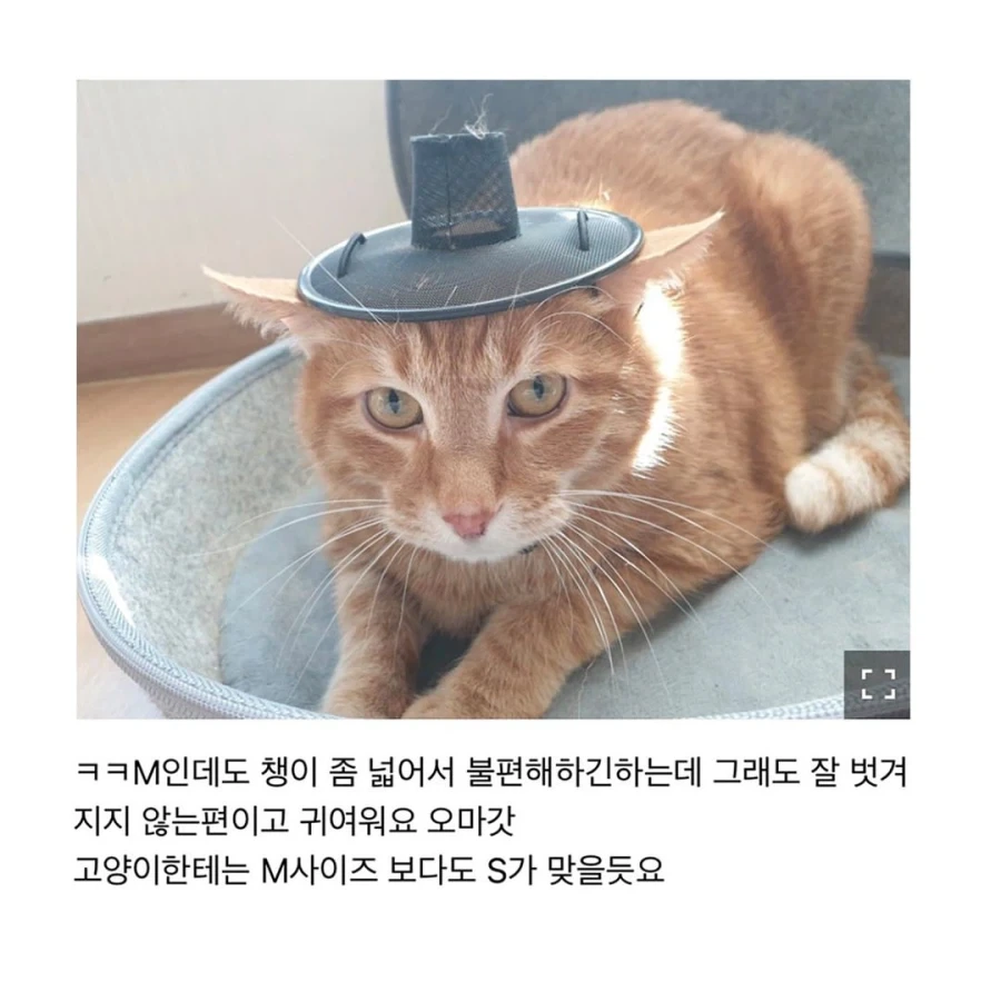 갓 고양이들_4.webp
