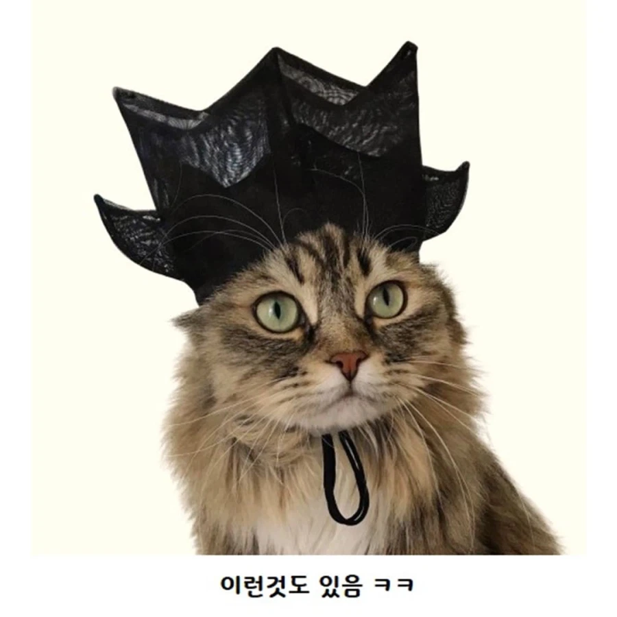 갓 고양이들_5.webp