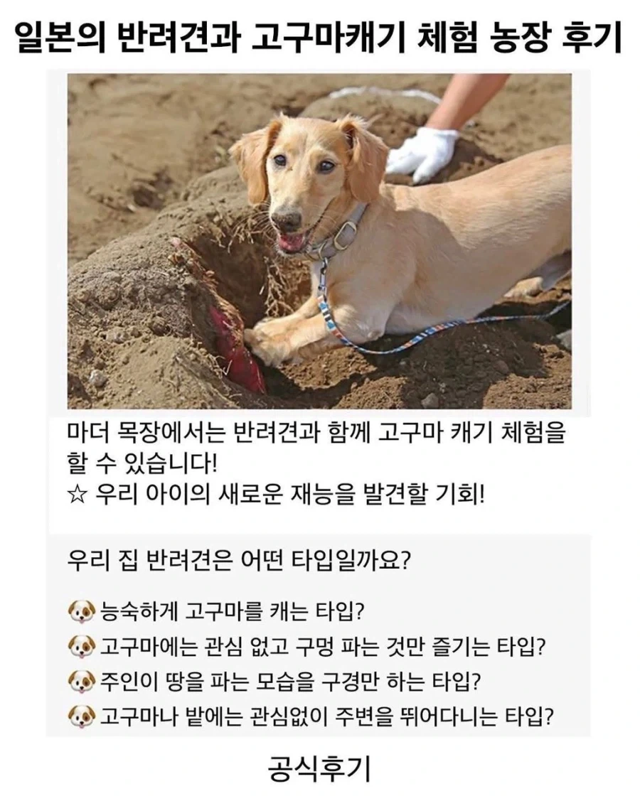 행복한 강아지들_1.webp