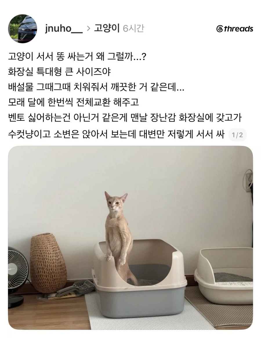 서서 똥싸는 고양이.jpg_1.webp
