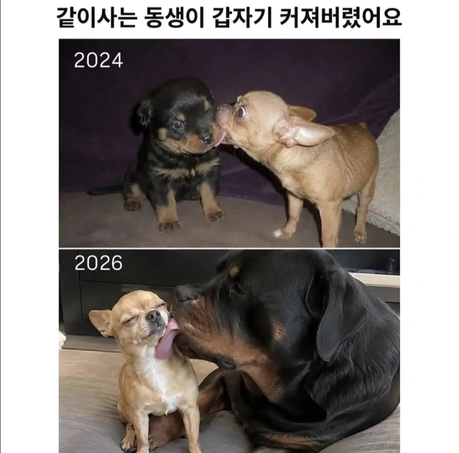 너무 커져버린 동생.jpg_1.webp