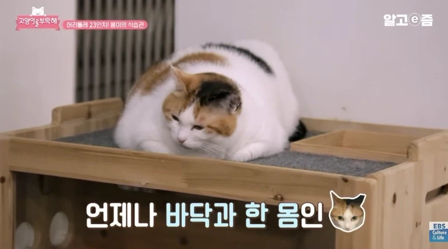 허리둘레 23인치에서 나오는 폭력적인 바디라인_6.webp