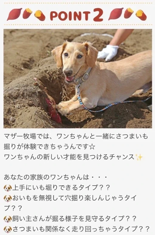일본의 애완견과 고구마캐는 농장 후기.jpg_1.webp