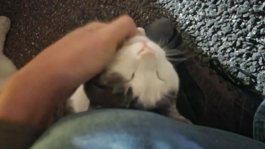 술 먹다 길고양이 만남_1.webp