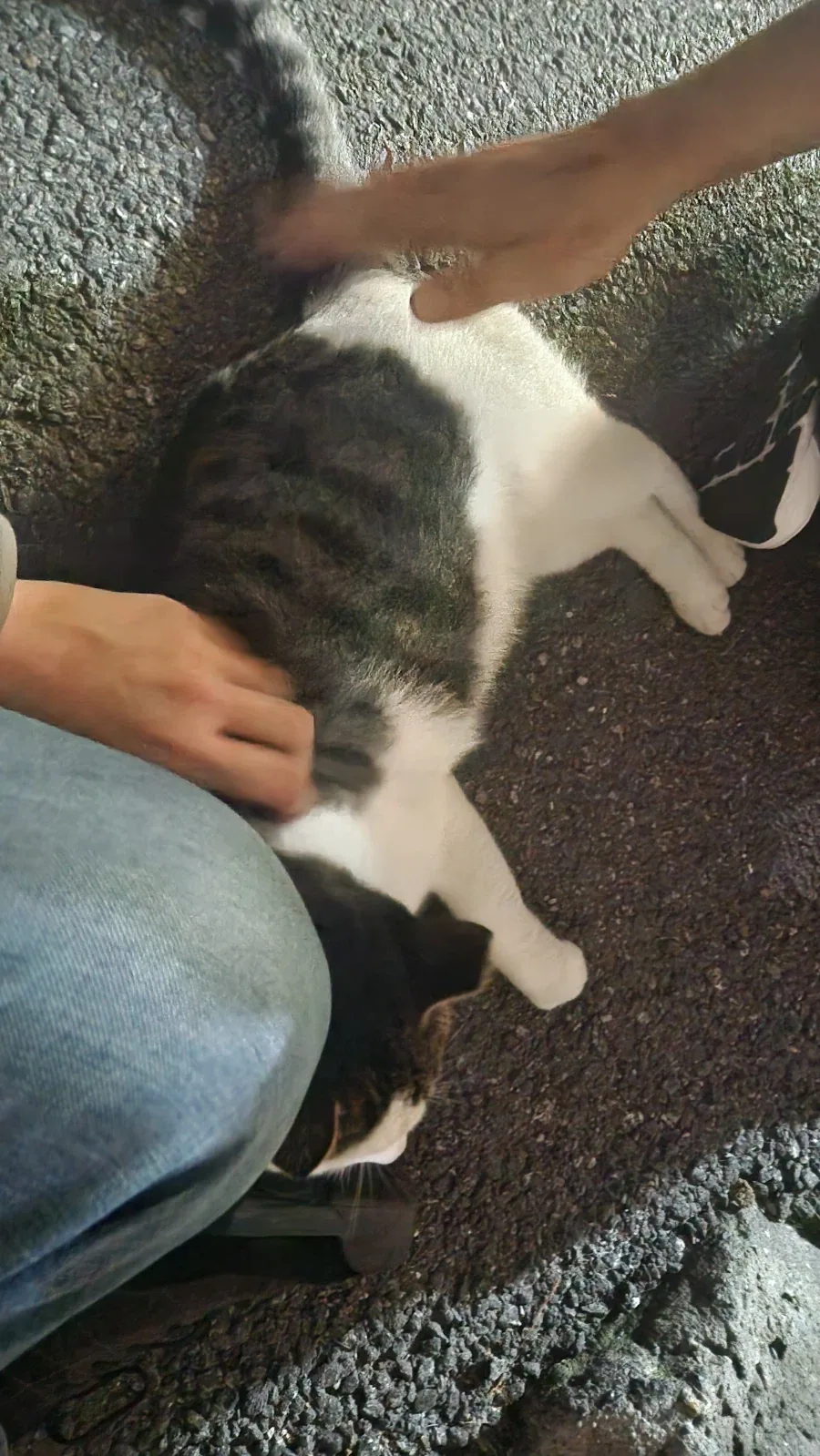 술 먹다 길고양이 만남_2.webp