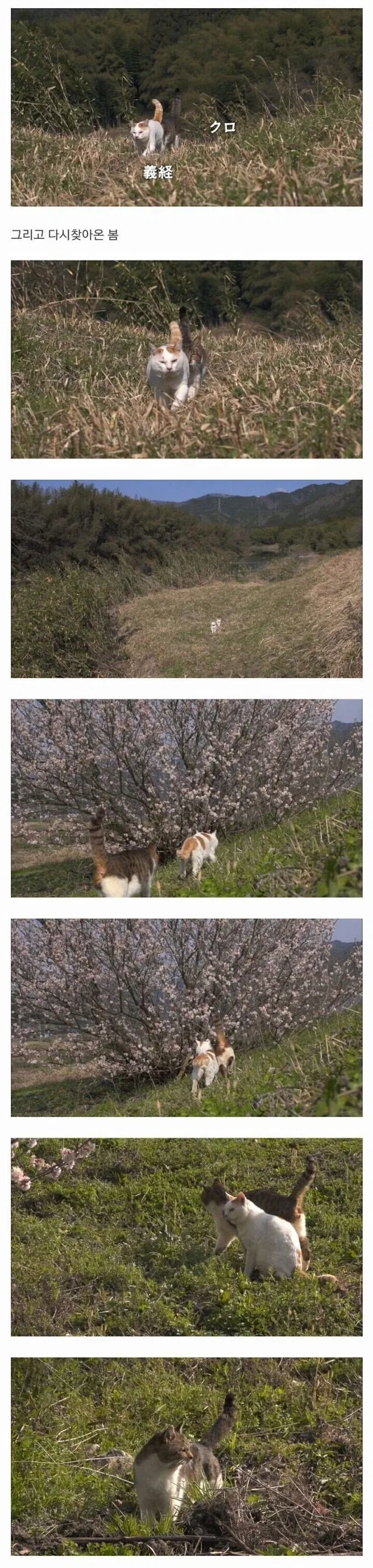할아버지와 고양이_5.webp