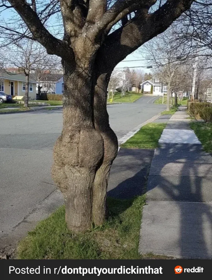 레딧에서 발견한 평범한 가로수.ass_1.webp
