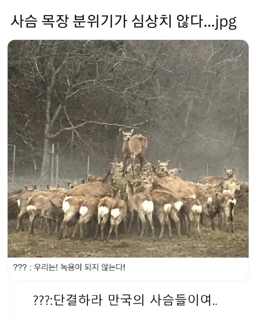 심상치 않은 사슴 목장의 분위기 jpg._1.webp