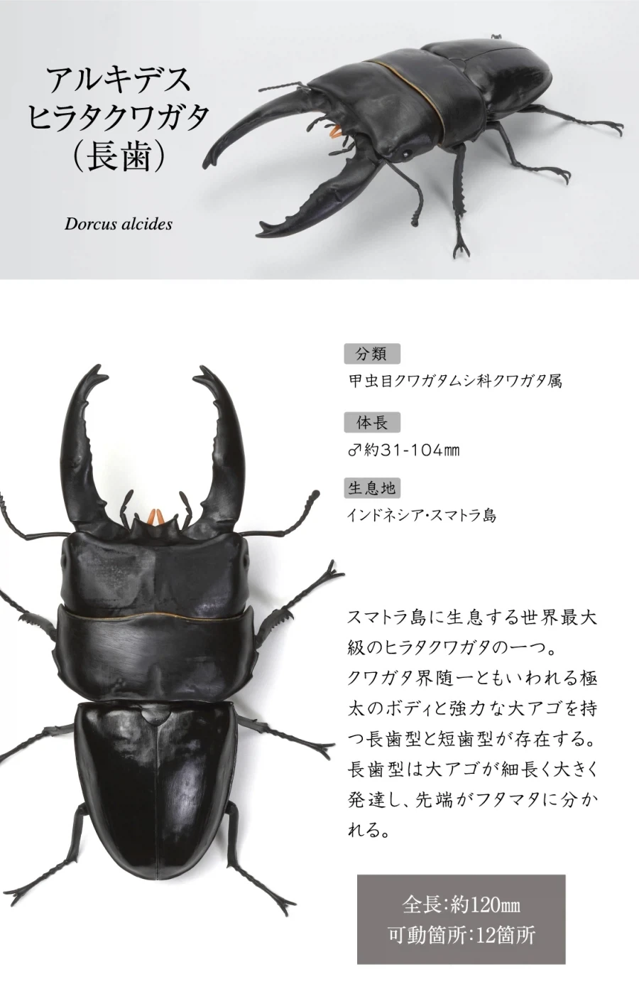 [반다이가샤폰] 생물대도감 쿠와가타(사슴벌레) 13_5.webp