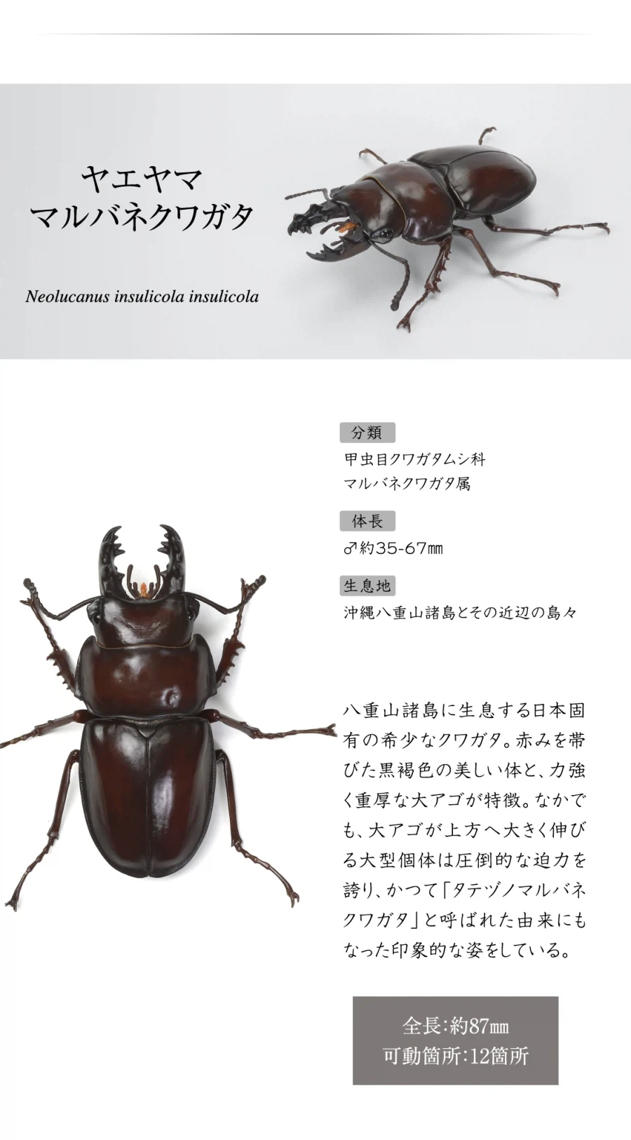 [반다이가샤폰] 생물대도감 쿠와가타(사슴벌레) 13_9.webp