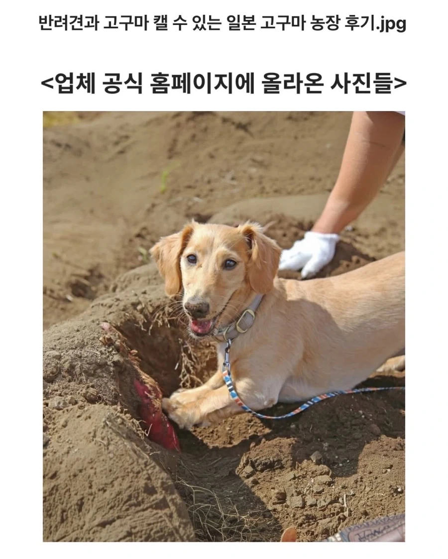 반려견과 고구마를 캘 수 있는 농장_1.webp