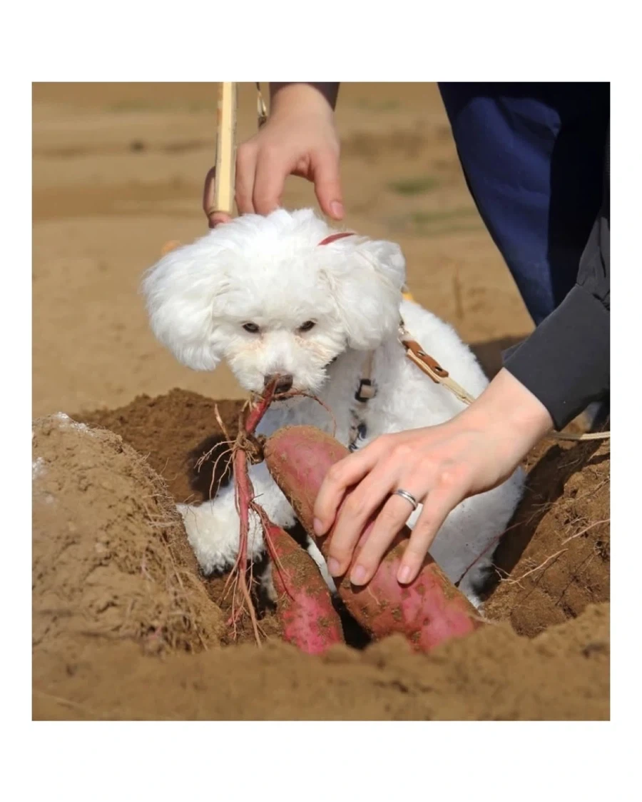 반려견과 고구마를 캘 수 있는 농장_3.webp