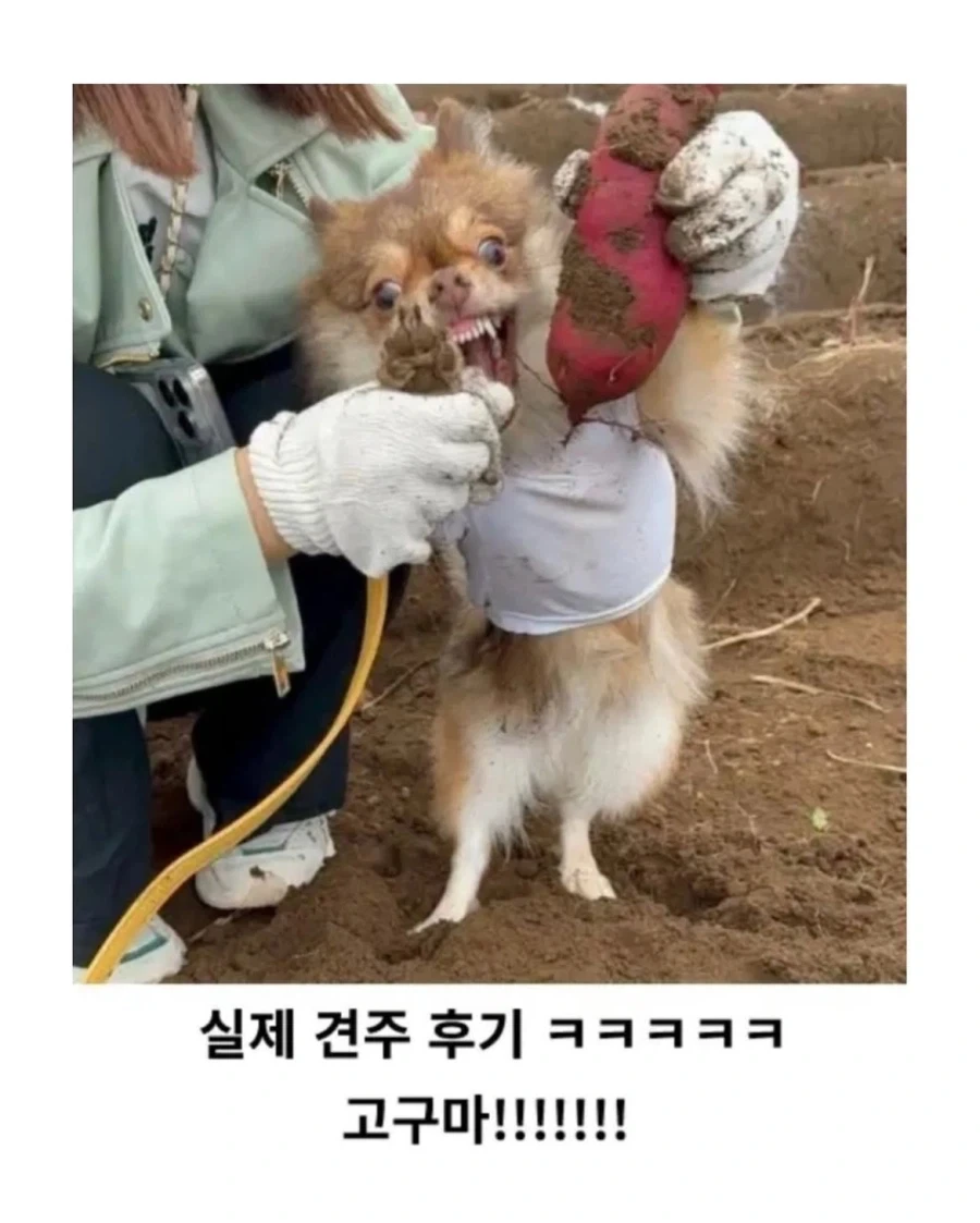 반려견과 고구마를 캘 수 있는 농장_4.webp