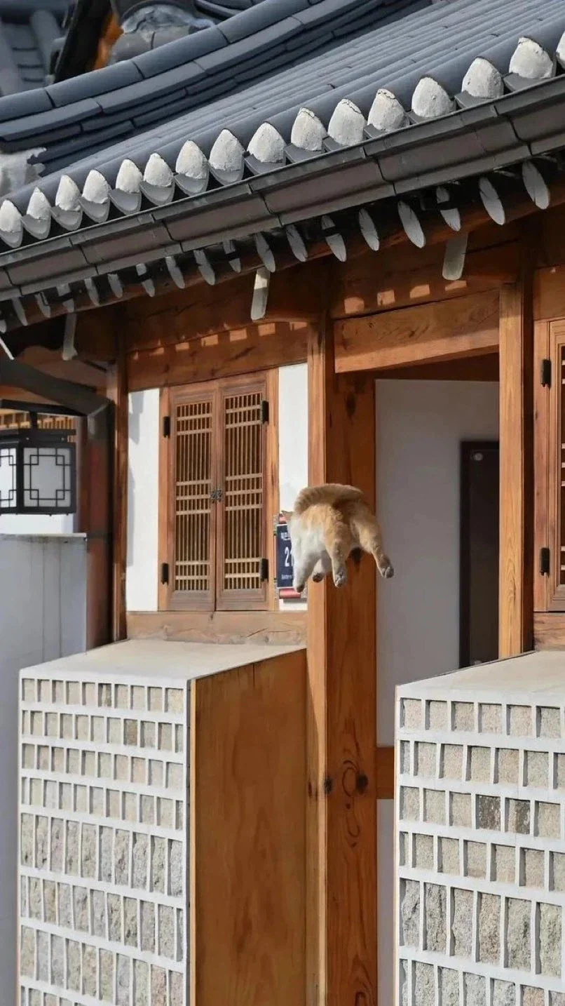 해외 관광객이 우리나라 와 찍은 역사적 순간_1.webp