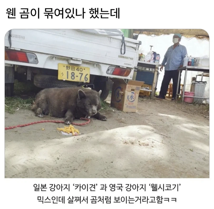 웬 곰이 묶여있나 했는데.._1.webp