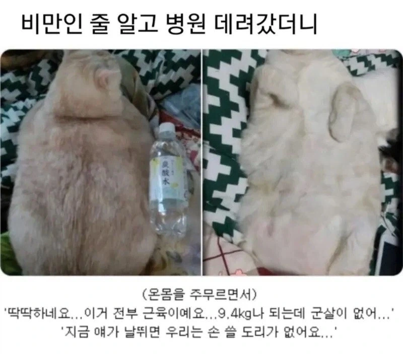 기르는 고양이가 비만인 것 같아서 병원에 데려가 봤더니.jpg_1.webp