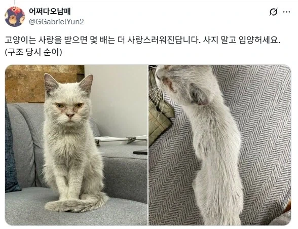 진짜 캣맘_1.webp