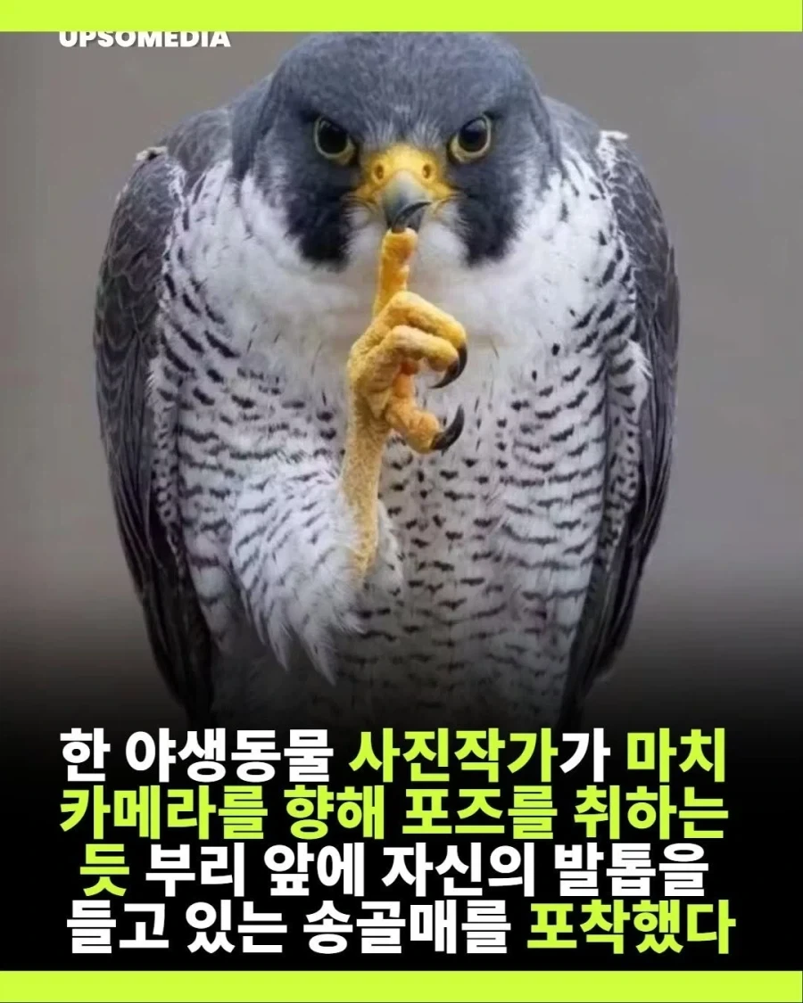 쉿하는 송골매 사진._1.webp