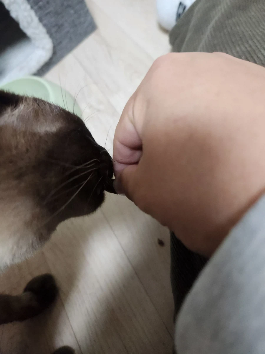 고양이에게 한우를 구워주면..._5.webp