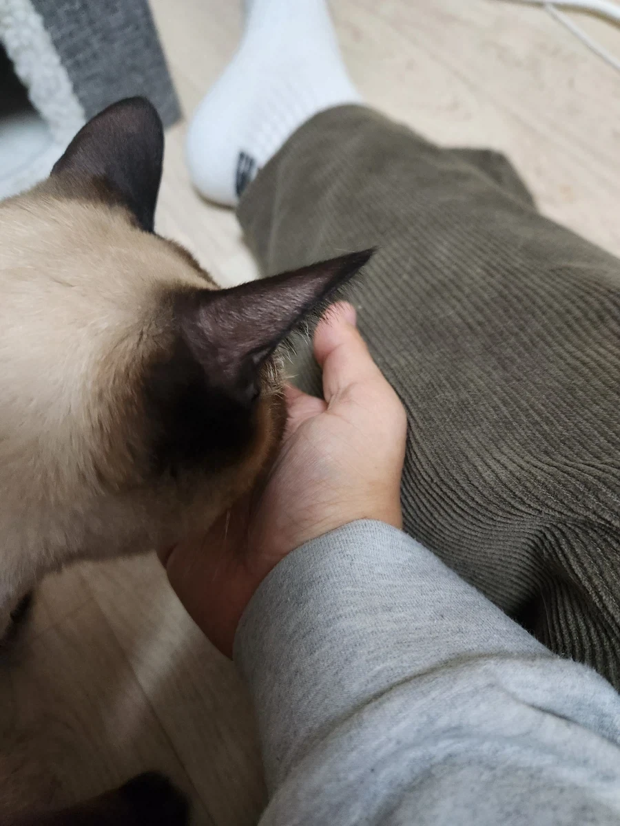 고양이에게 한우를 구워주면..._7.webp