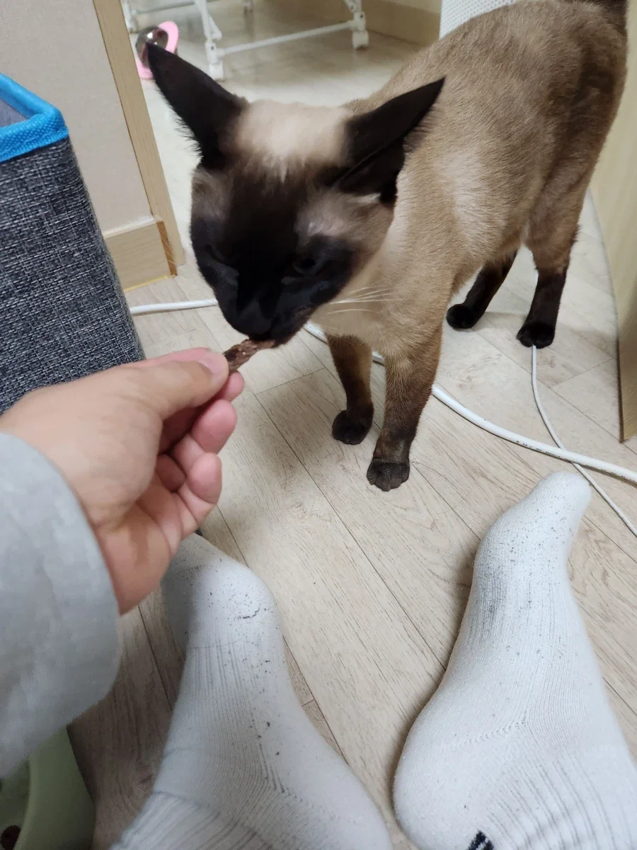 고양이에게 한우를 구워주면..._8.webp