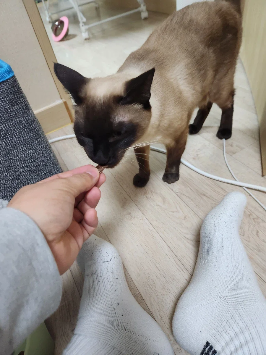 고양이에게 한우를 구워주면..._9.webp
