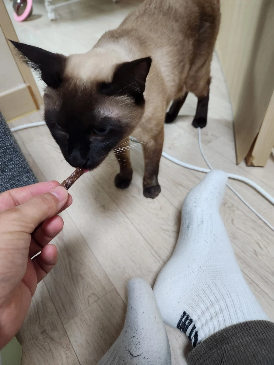 고양이에게 한우를 구워주면..._10.webp