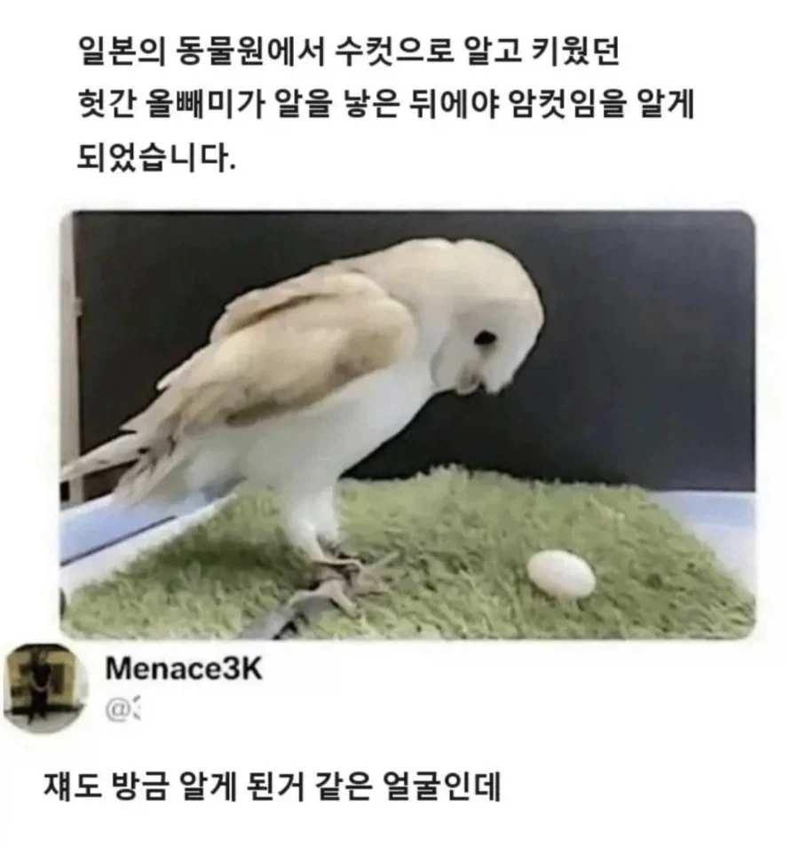 개꼴리는 톰보이 설정_1.webp