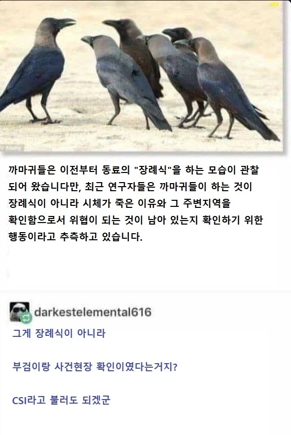까마귀 장례식.jpg_4.webp