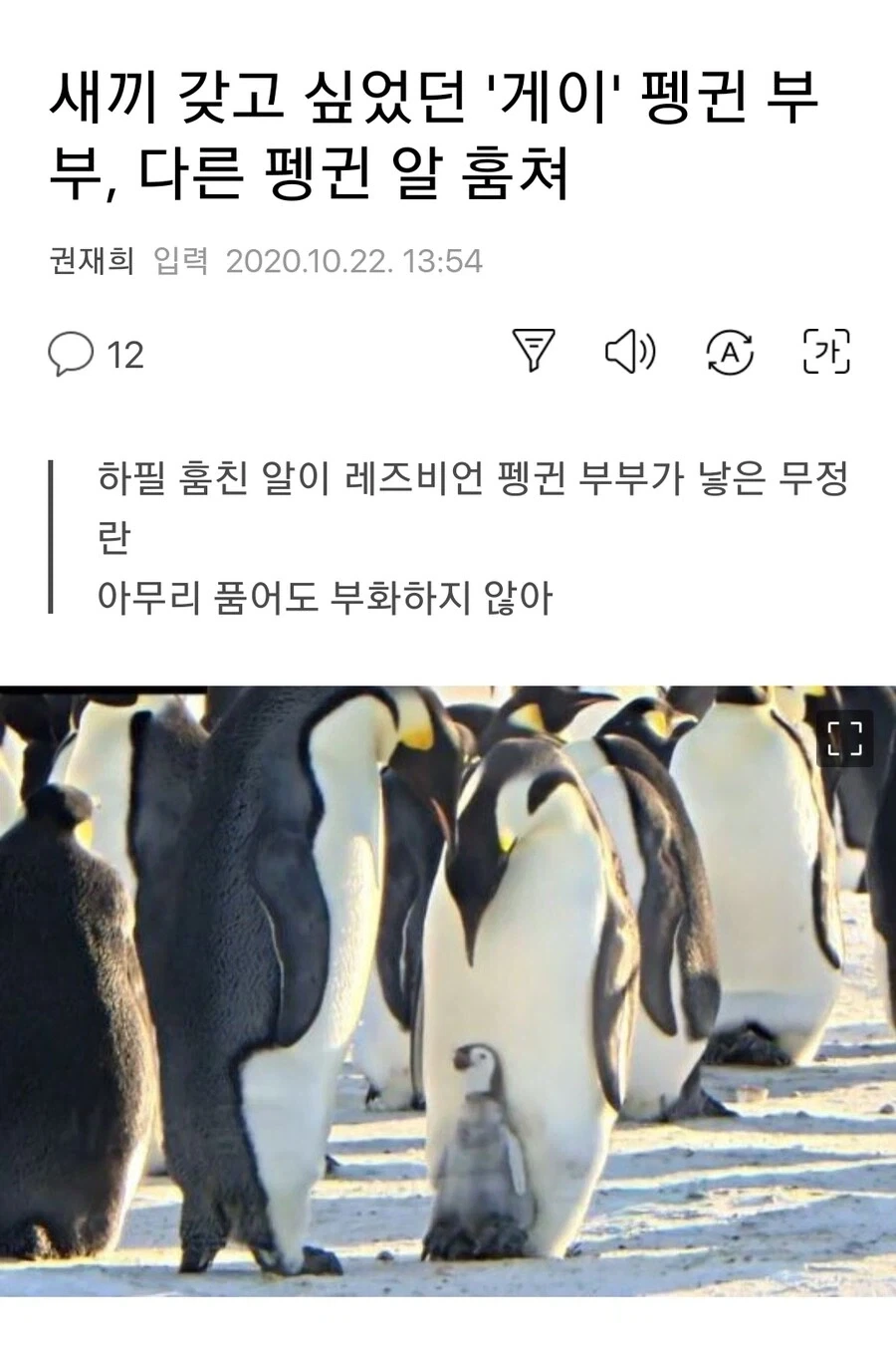 자식을 갖고 싶었던 게이 커플 팽귄, 다른 펭귄 알을 훔쳤으나….jpg_1.webp