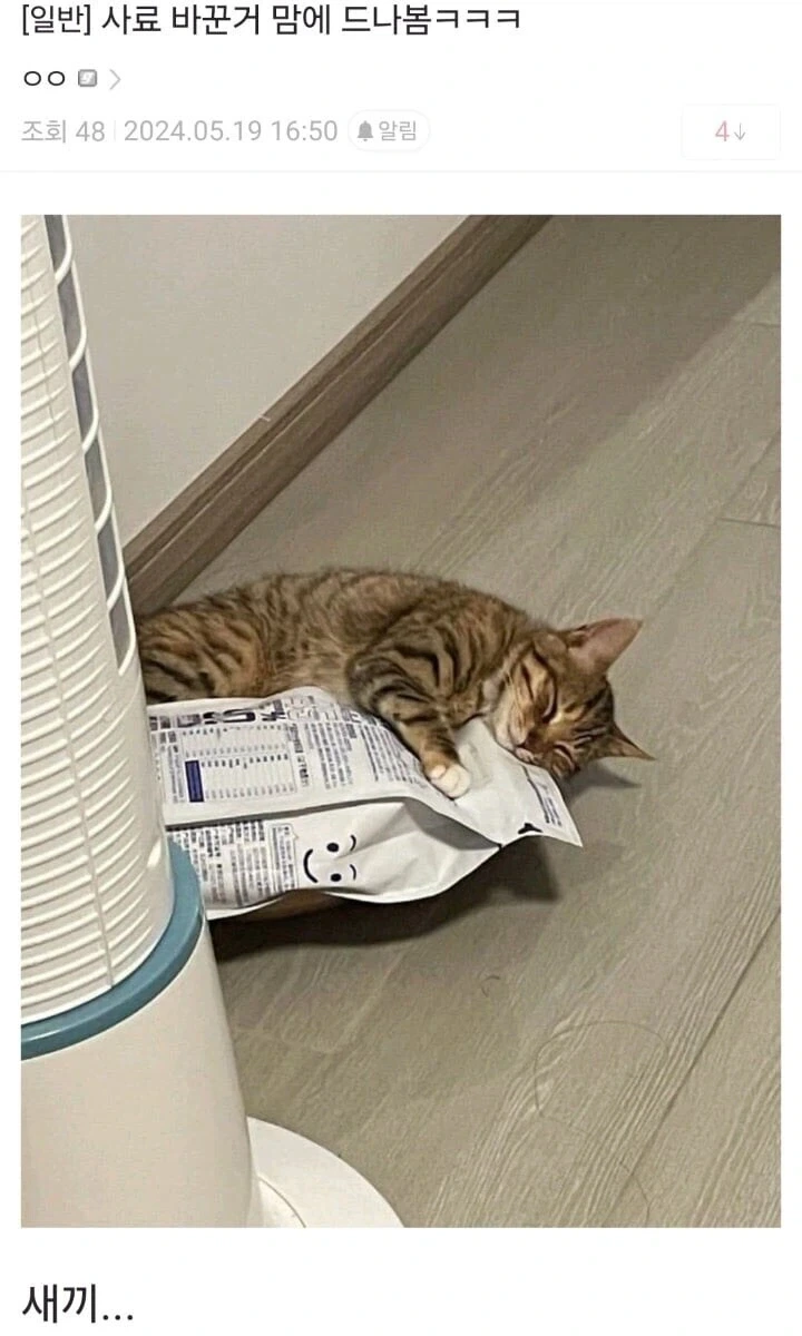 사료 바꾼게 퍽이나 맘에 든 고양이.jpg_1.webp