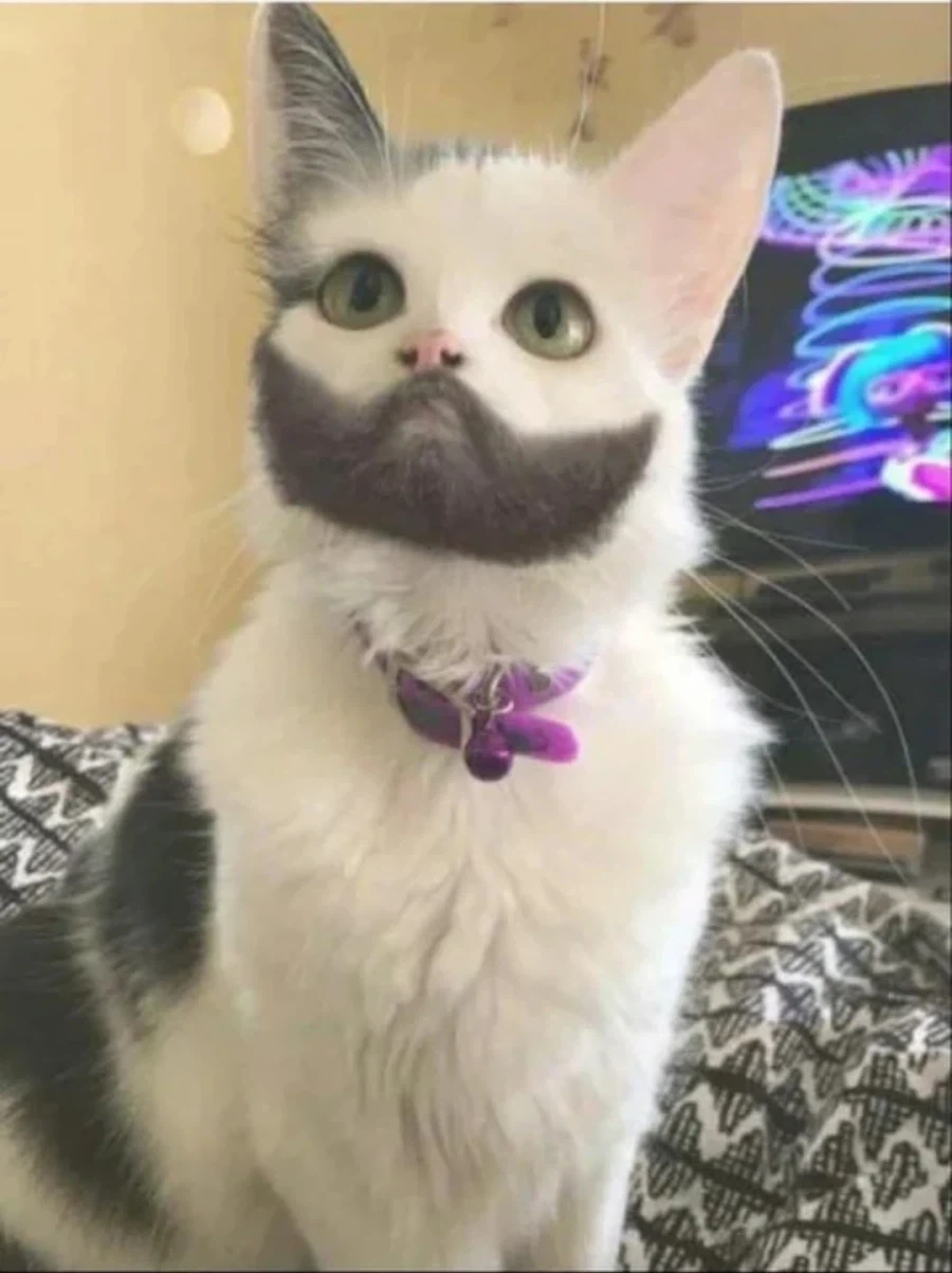 테스토스테론 조절이 잘못된 고양이_1.webp