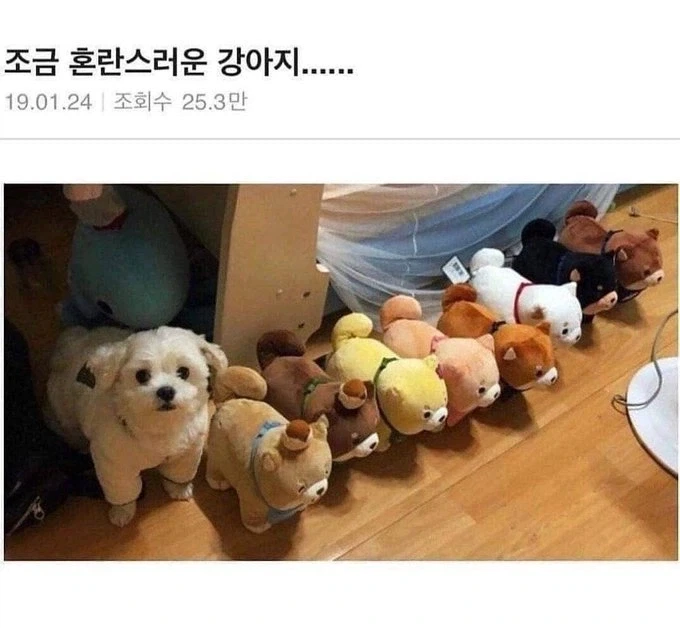 강아지 :