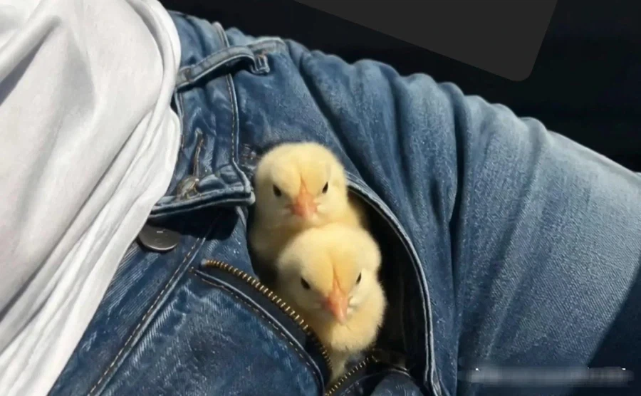 날이 너무 더워서 알이 부화해버렸다...._1.webp