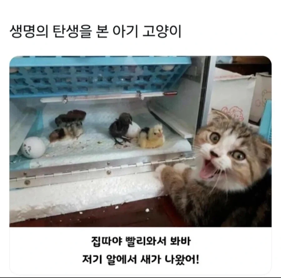 생명의 탄생을 본 아기 고양이_1.webp