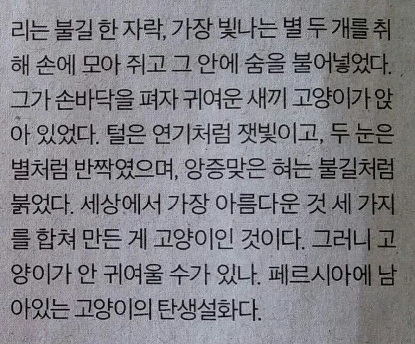 페르시안 고양이 탄생 설화.jpg_2.webp