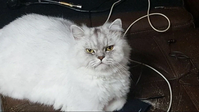 페르시안 고양이 탄생 설화.jpg_3.webp