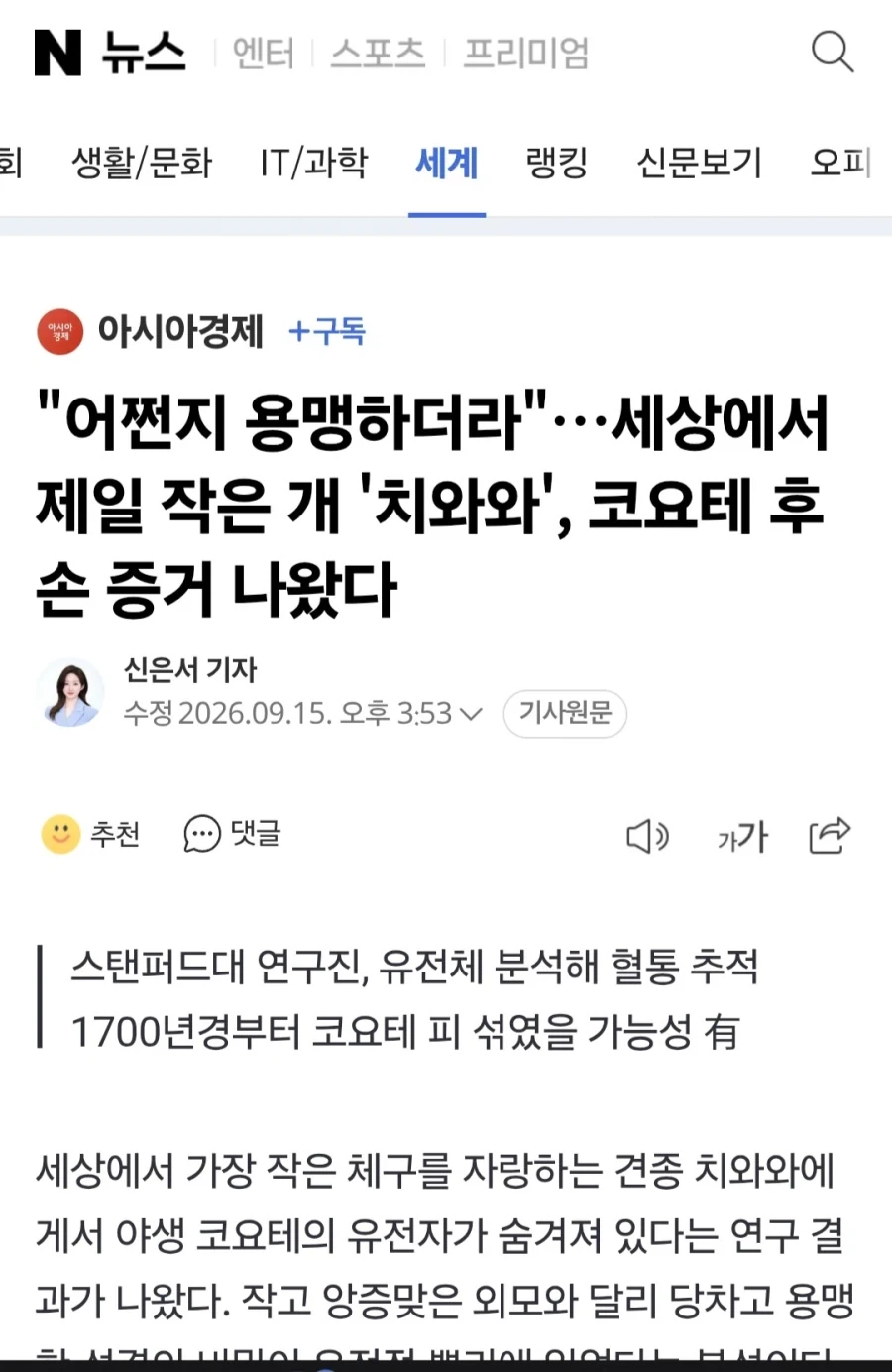 치와와가 작은 몸집에도 성격이 불같던 이유_1.webp