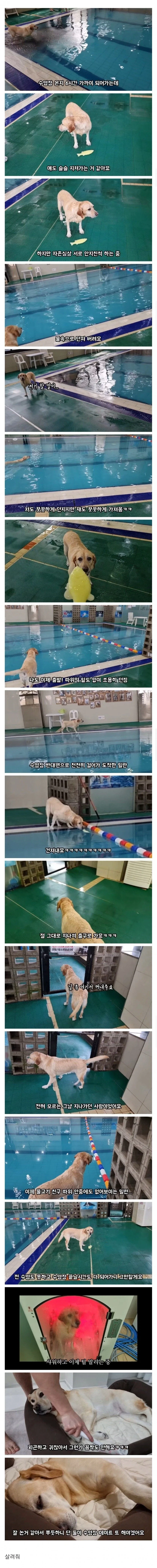 6시간 동안 물놀이 한 강아지 반응 ㅋㅋ_1.webp