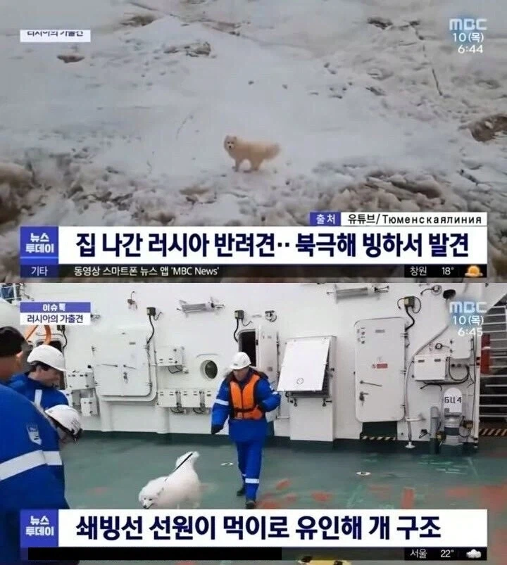 집 나간 러시아 반려견이 발견된곳_1.webp