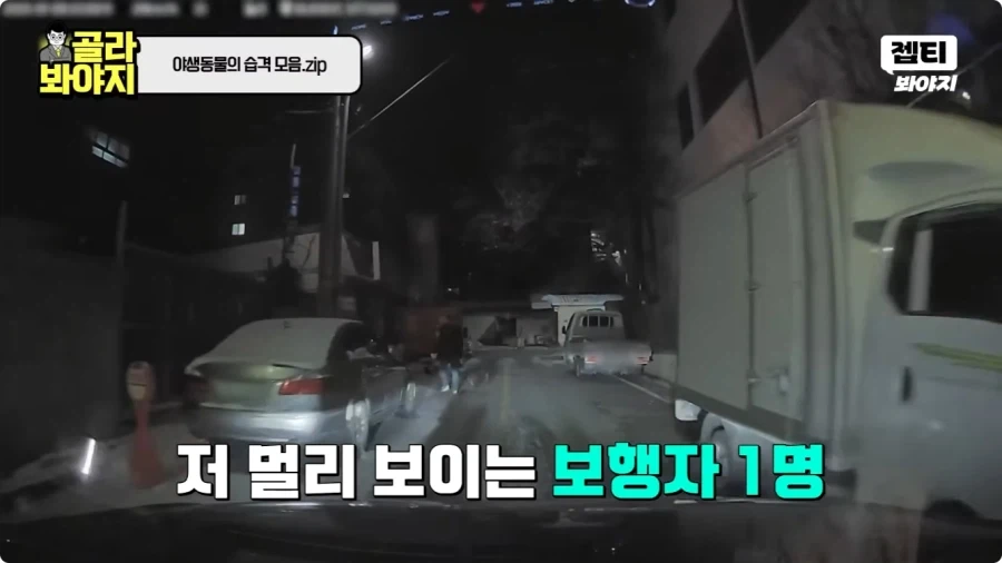 자동차에 치인 강아지.jpg_1.webp