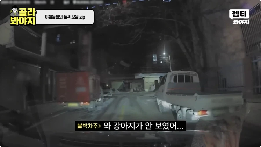 자동차에 치인 강아지.jpg_2.webp