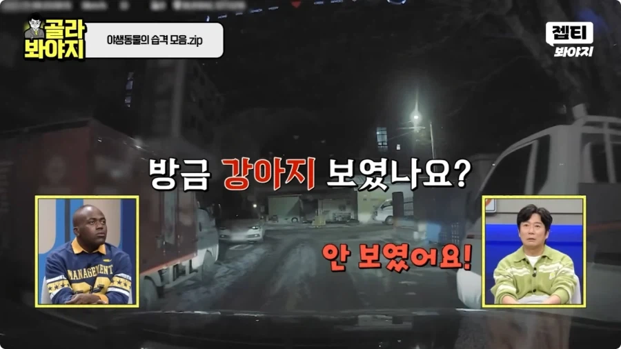 자동차에 치인 강아지.jpg_3.webp